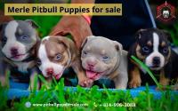 Royal Pitbull Pups Home image 2